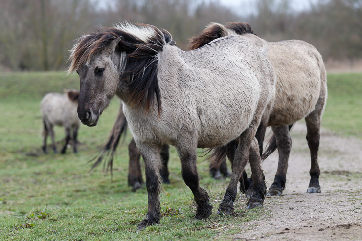 Oostvaardersplassen