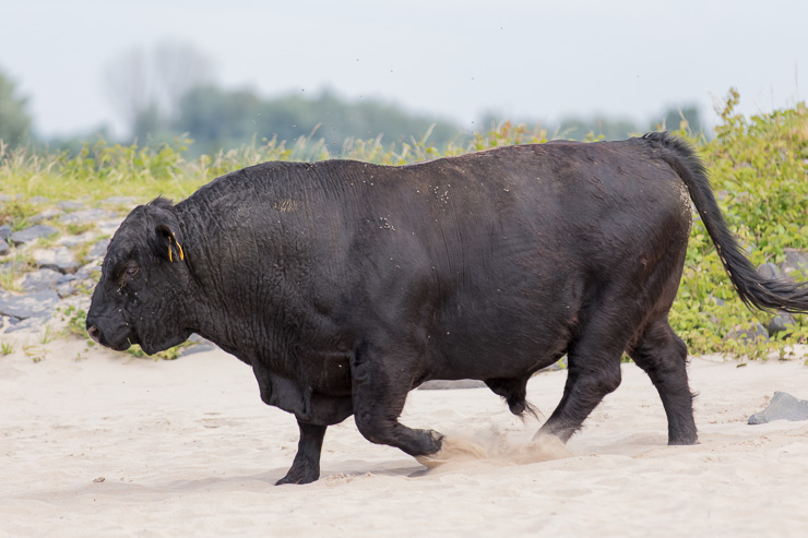 Gelderse poort