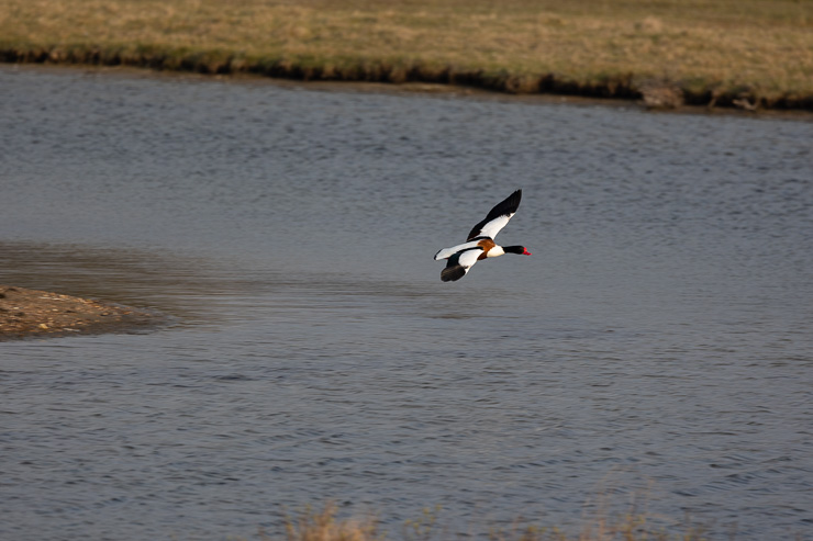 Oostvoornse meer