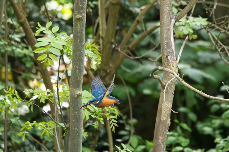 IJsvogel