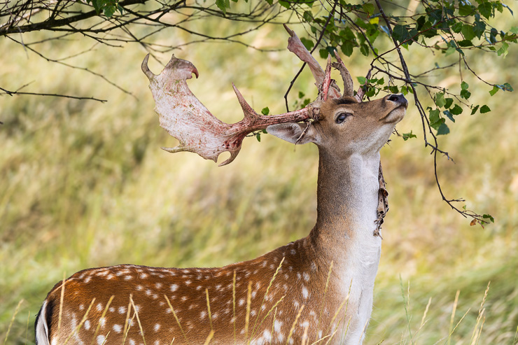 Amsterdamse Waterleidingduinen