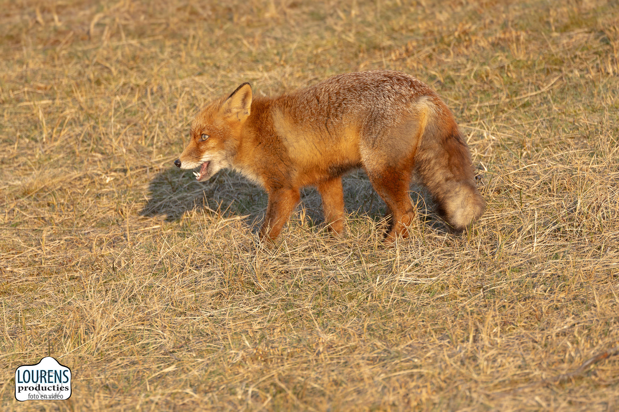 _R6_9258.jpg