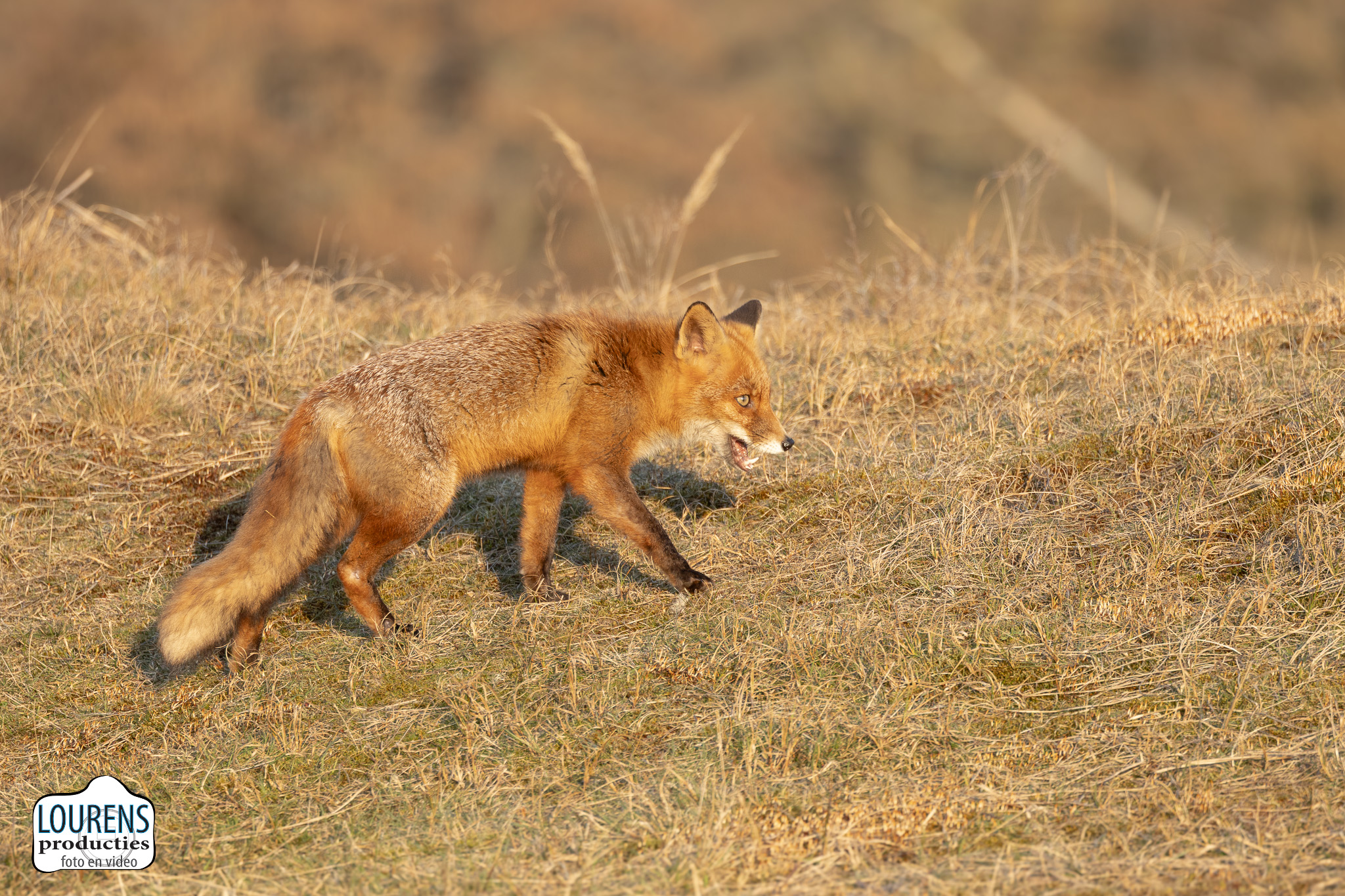 _R6_9270.jpg