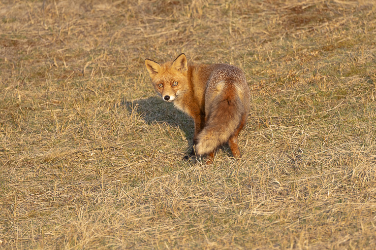 _R6_9241.jpg