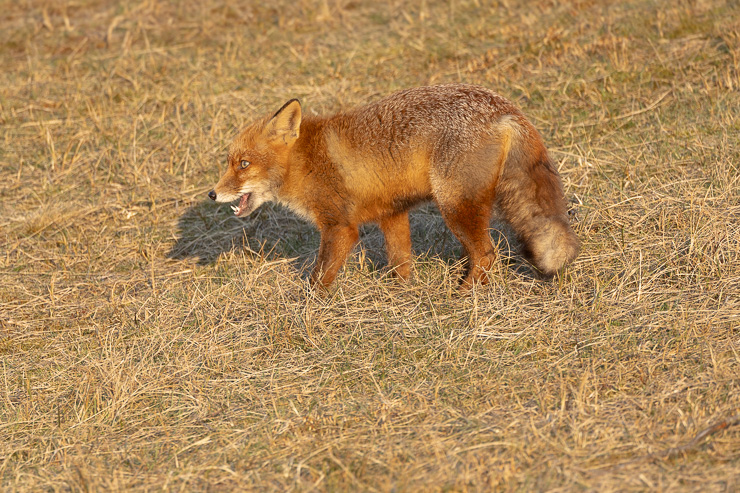 _R6_9258.jpg