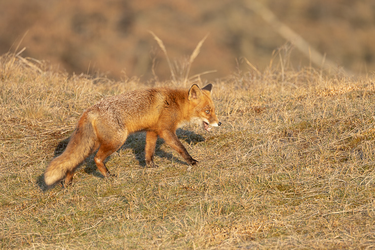 _R6_9270.jpg