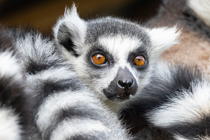 ZooParc Overloon