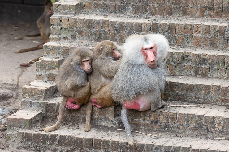 dierenpark Amersfoort