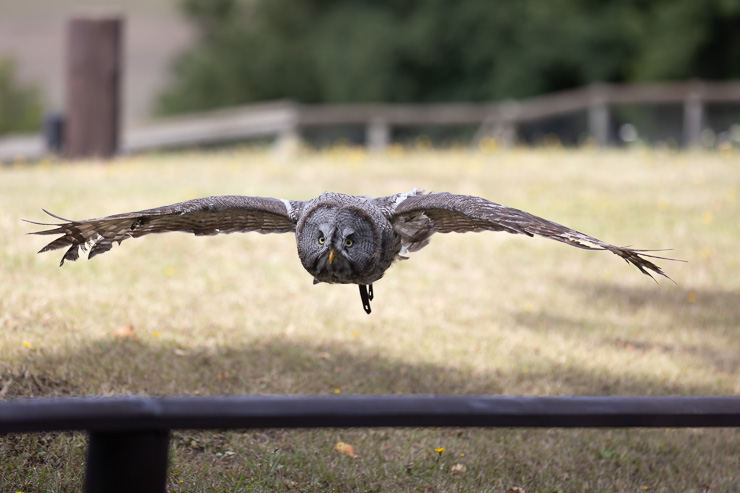 Adler und wolfspark