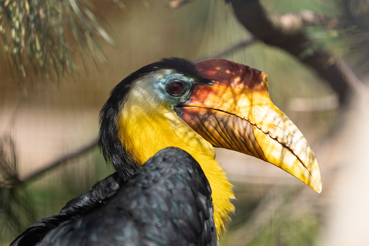 Avifauna