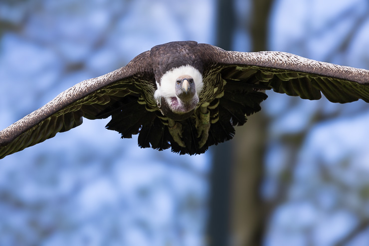 Diergaarde Blijdorp