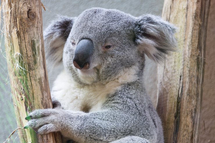 Ouwehands dierenpark