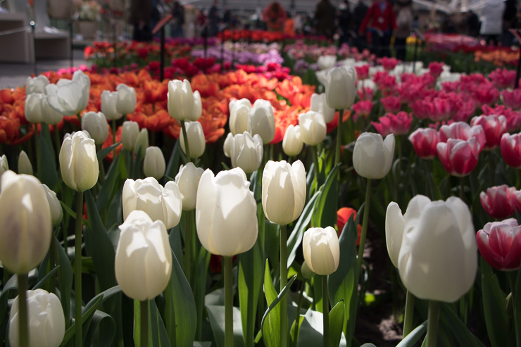 Keukenhof