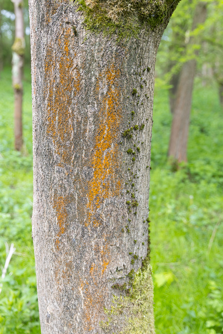 LPDR2445.jpg