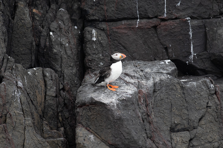 Farne eilanden