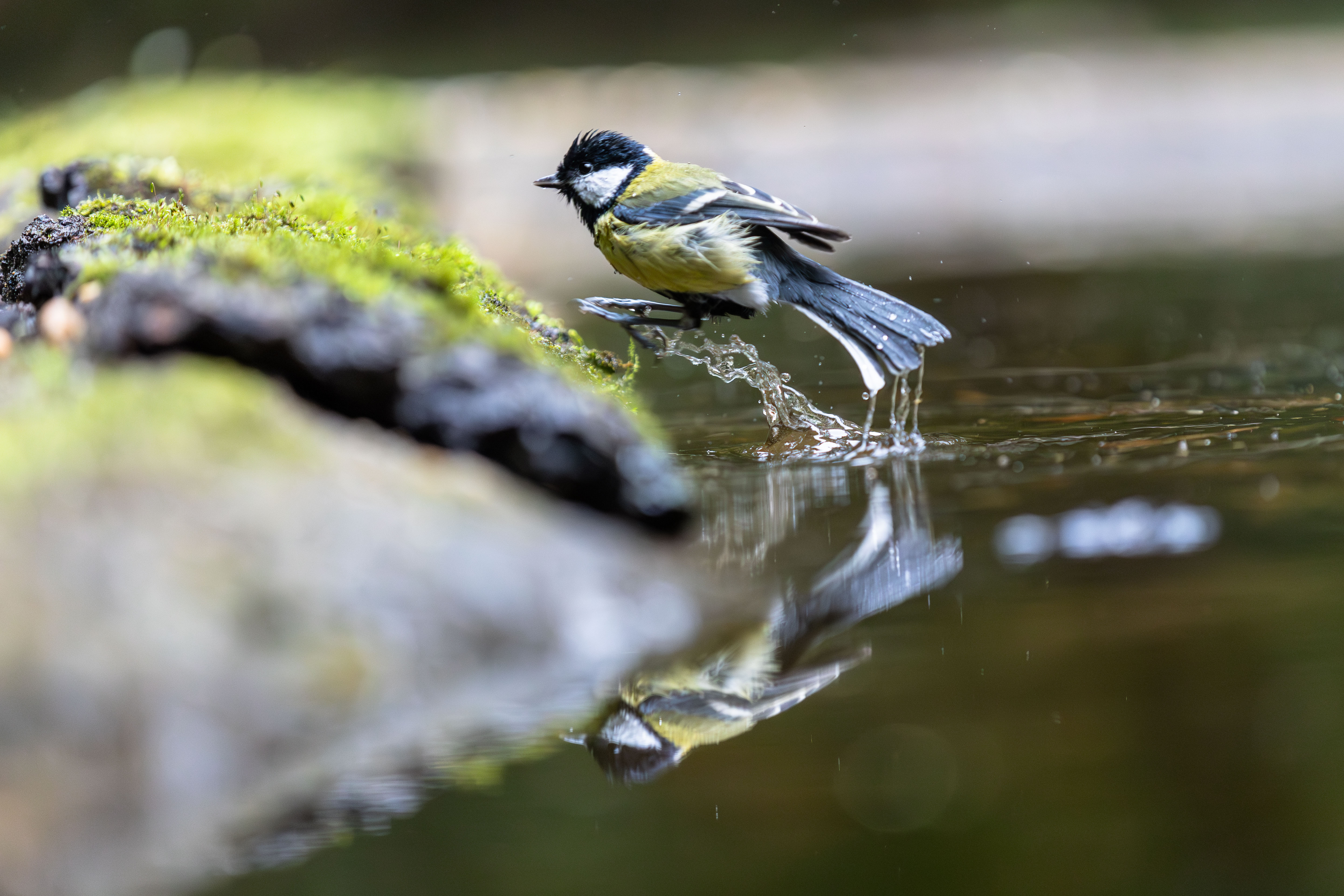 vogelhut het Gooi