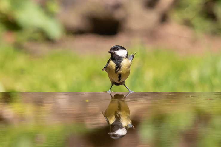 Vogelhutten