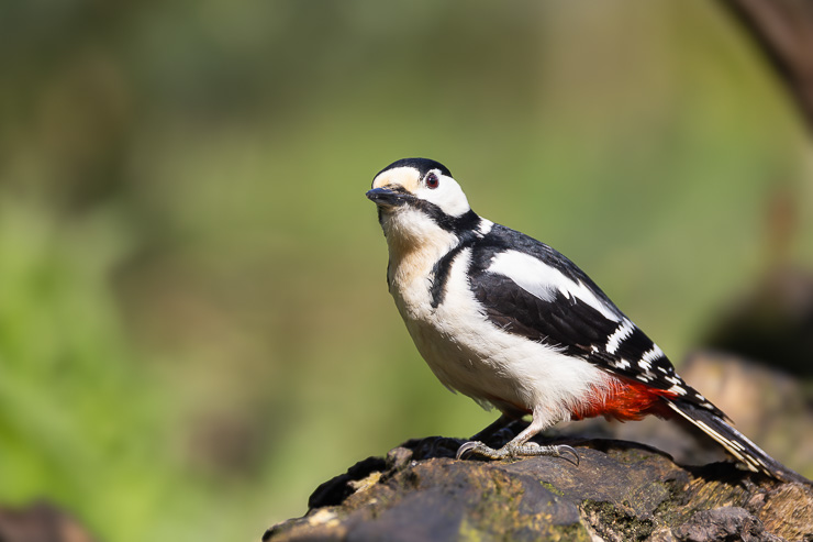 vogelhut Nieuw Milligen