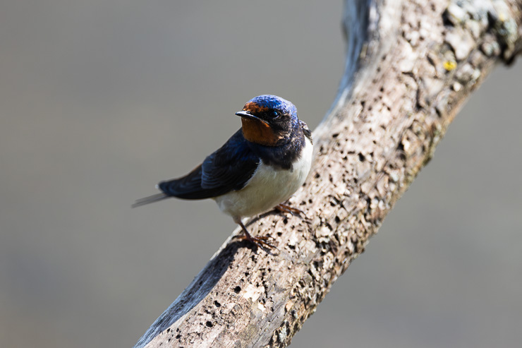 Vogelhutten Hellegatsplaten